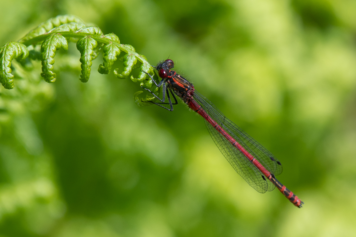 Large Red Damselfly